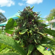 Lavender feminised Ganja Seeds