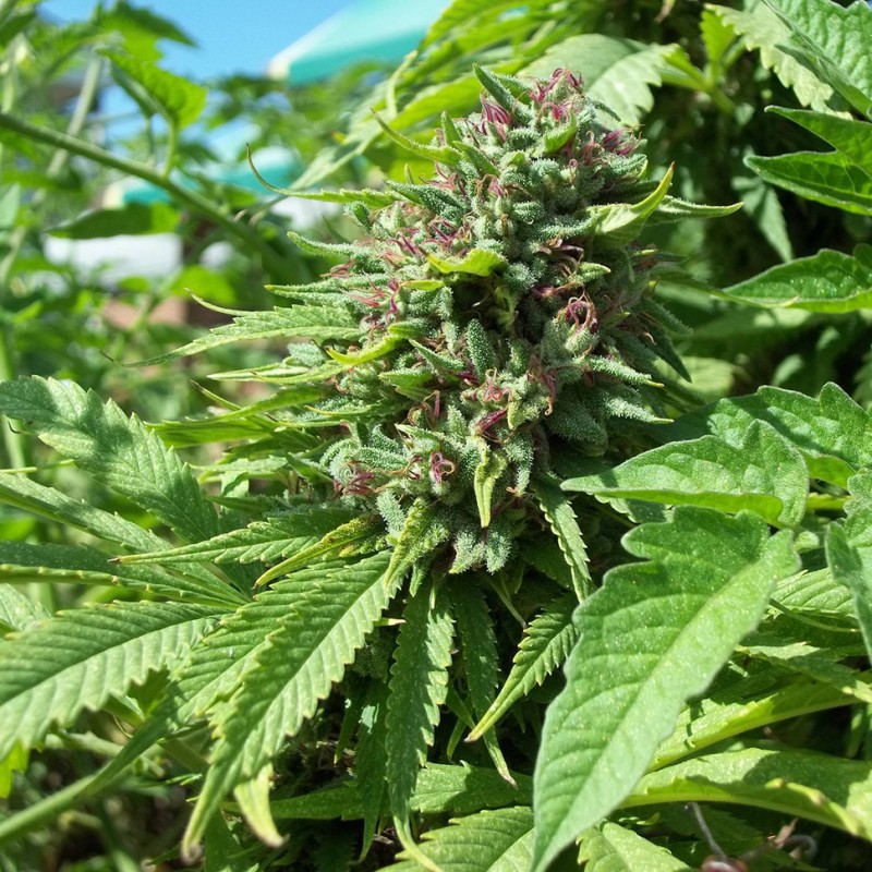 Lavender feminised Ganja Seeds