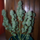 Auto White Dwarf CBD feminised Ganja Seeds - 2 насінини