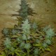 Auto White Dwarf CBD feminised Ganja Seeds - 2 насінини