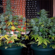 Auto White Dwarf CBD feminised Ganja Seeds - 2 насінини