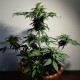 Auto White Dwarf CBD feminised Ganja Seeds - 2 насінини