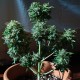 Auto White Dwarf CBD feminised Ganja Seeds - 2 насінини