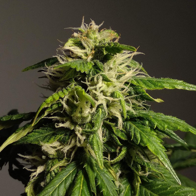 Auto White Dwarf CBD feminised Ganja Seeds - 2 насінини