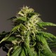 Auto White Dwarf CBD feminised Ganja Seeds - 2 насінини