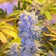 Auto Northern Lights feminised Ganja Seeds
