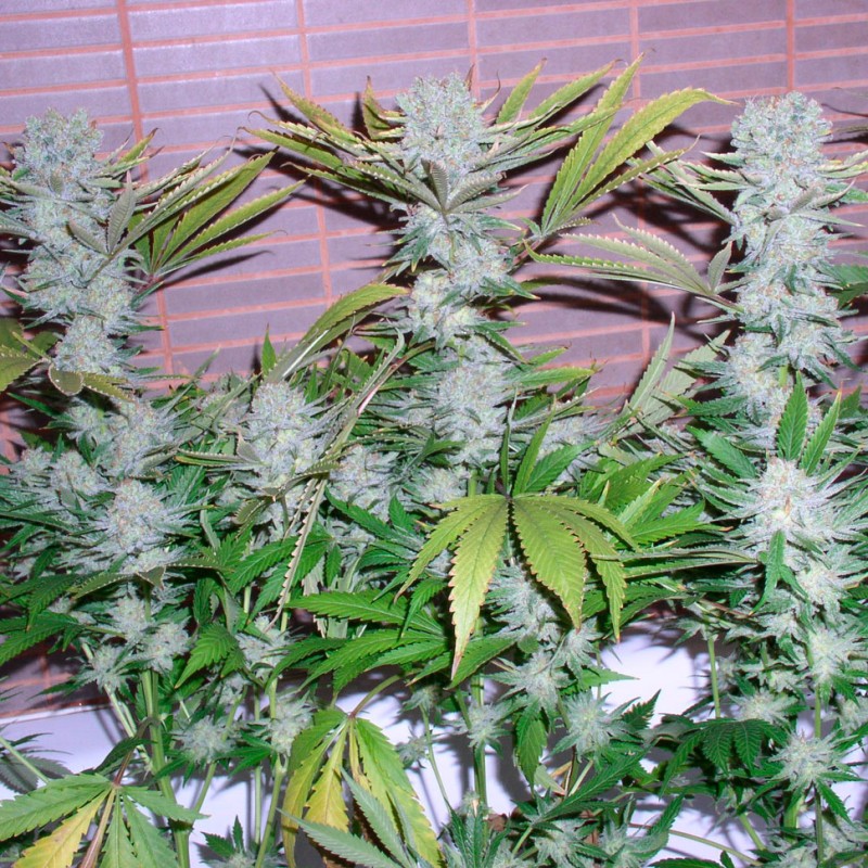 Auto Northern Lights feminised Ganja Seeds