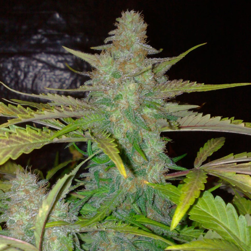 Auto Northern Lights feminised Ganja Seeds