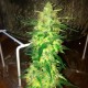 Auto Northern Lights feminised Ganja Seeds