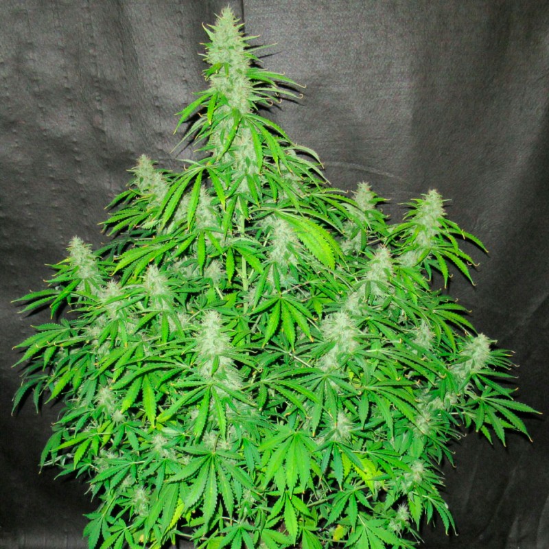 Auto Northern Lights feminised Ganja Seeds