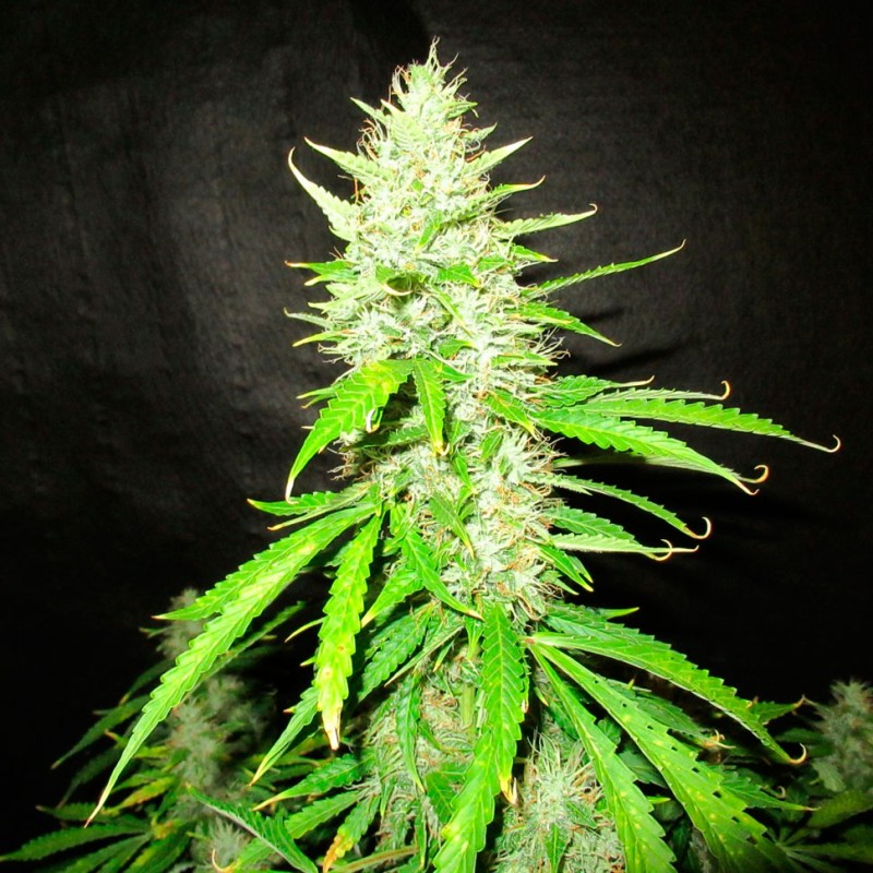 Auto Northern Lights feminised Ganja Seeds