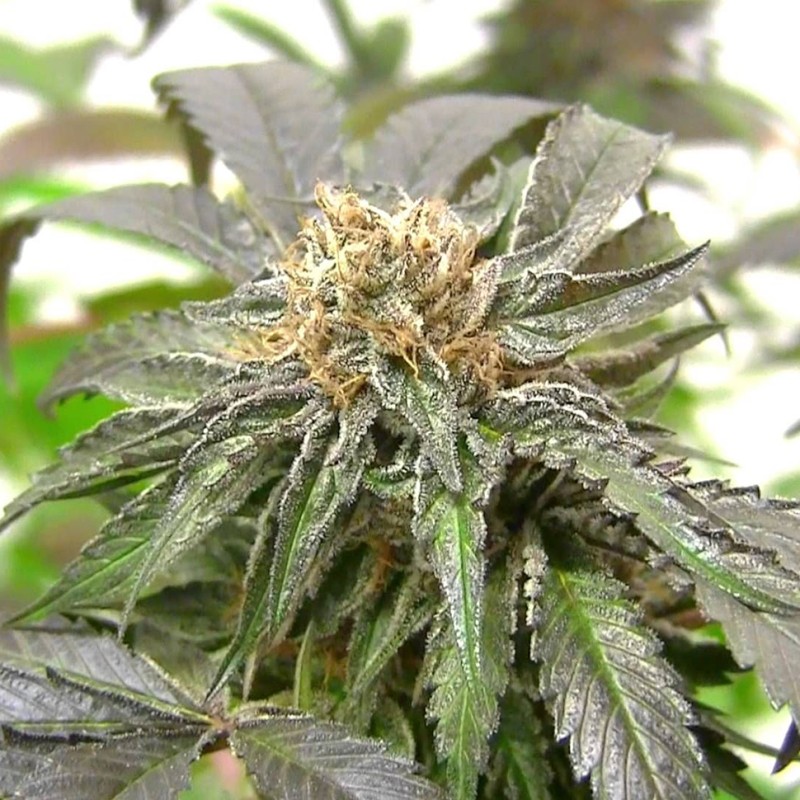 Purple Kush feminised Ganja Seeds - 2 насінини