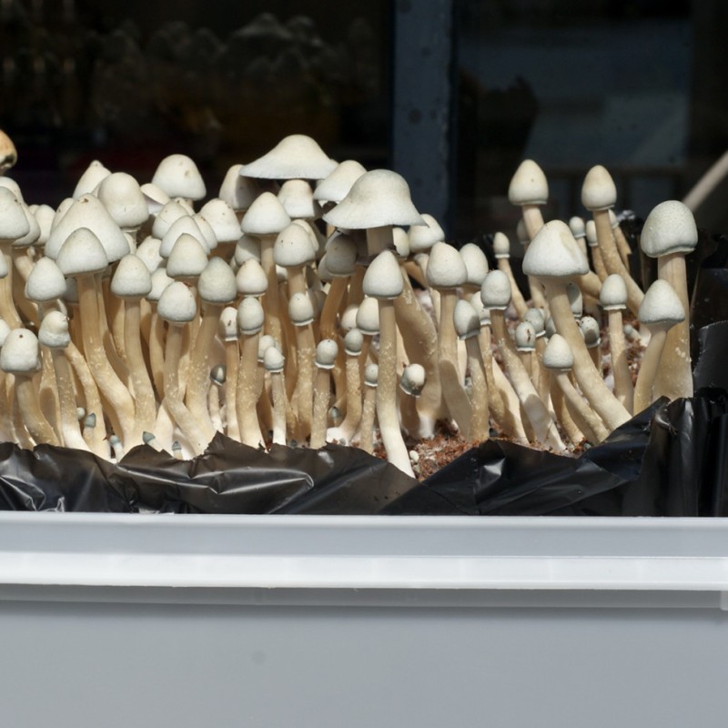Albino A+