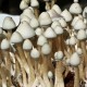 Albino A+