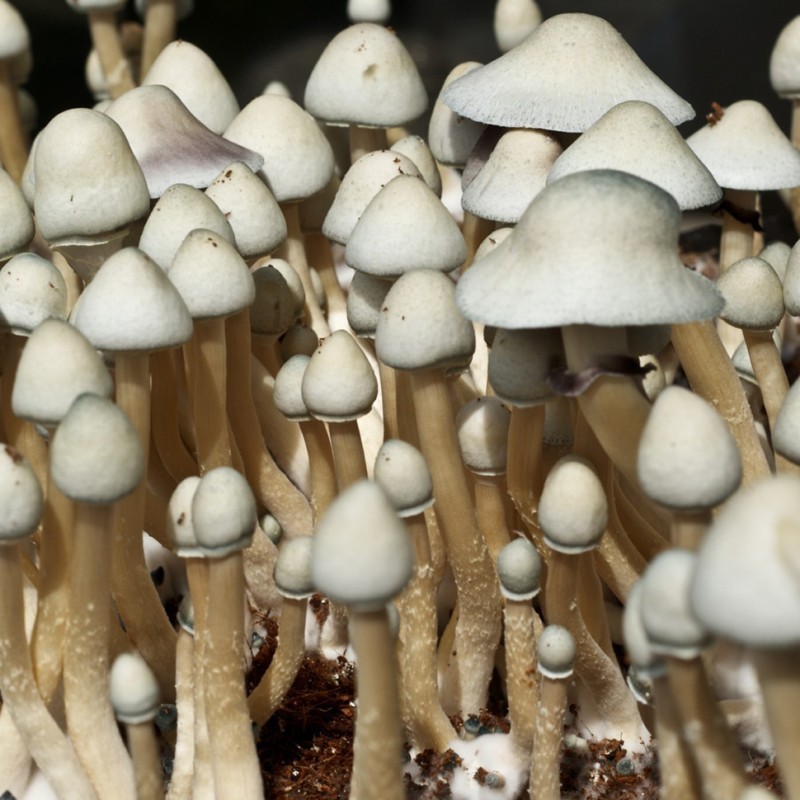 Albino A+