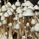 Albino A+