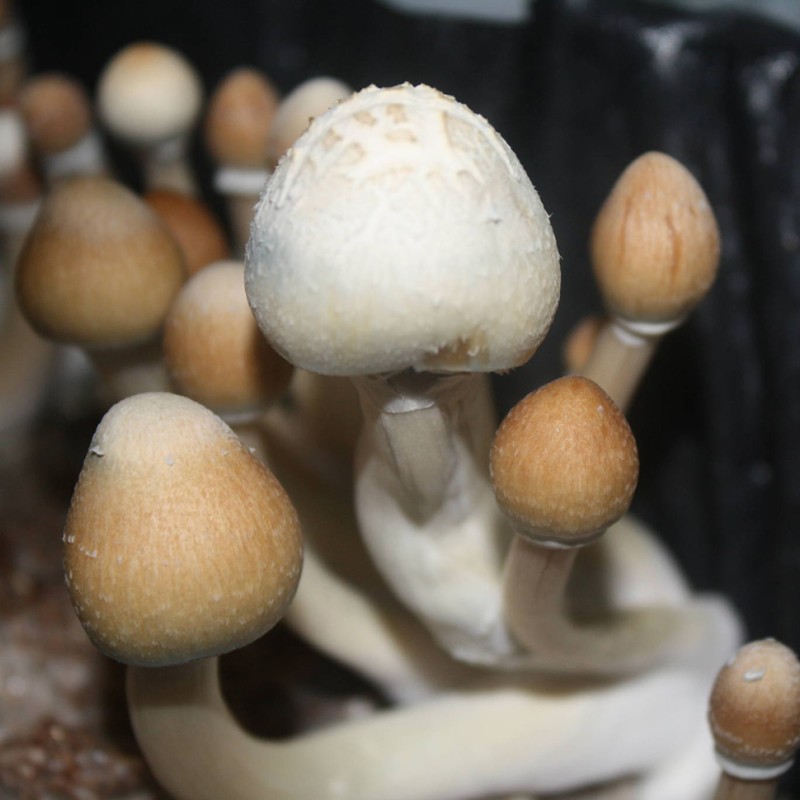 Albino A+