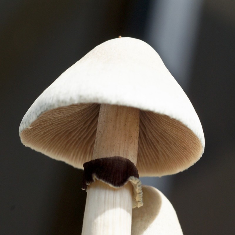 Albino A+
