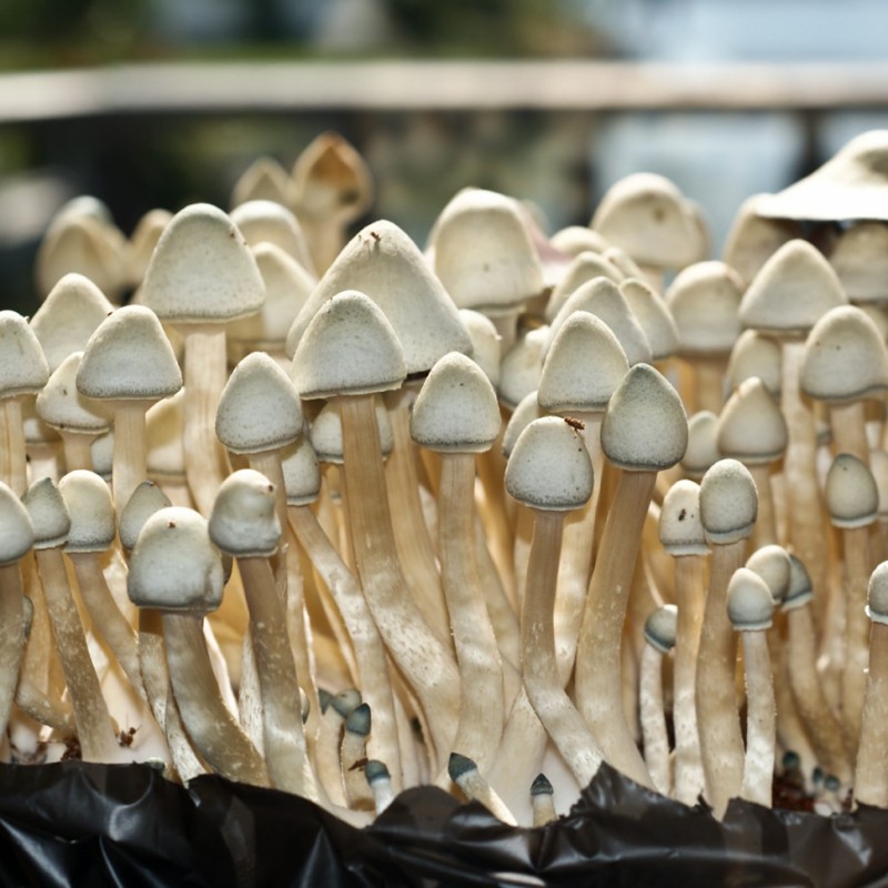 Albino A+