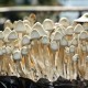 Albino A+