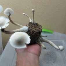 Albino A+