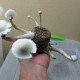 Albino A+
