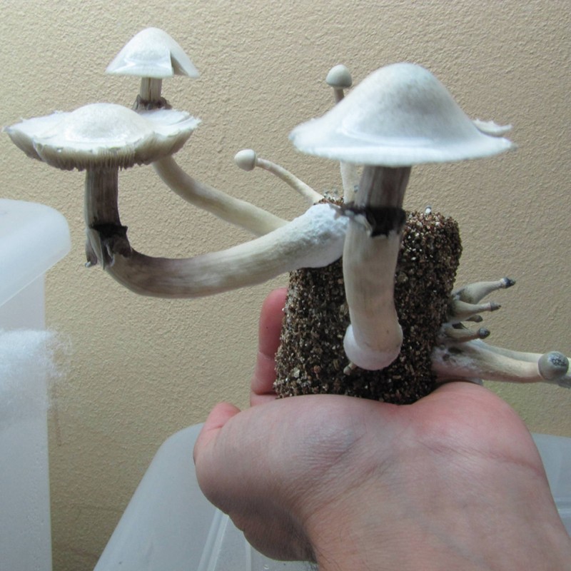 Albino A+