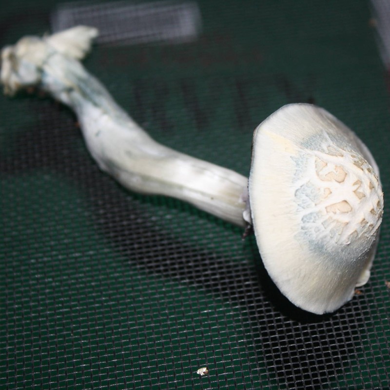 Albino A+