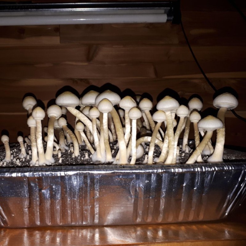 Albino A+