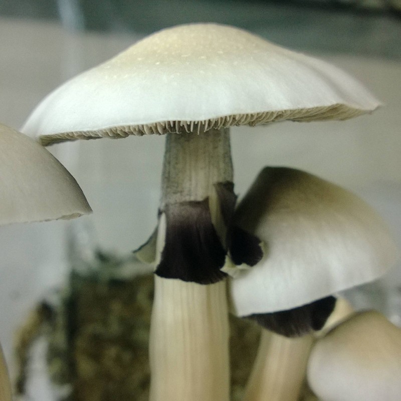 Albino A+