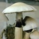 Albino A+