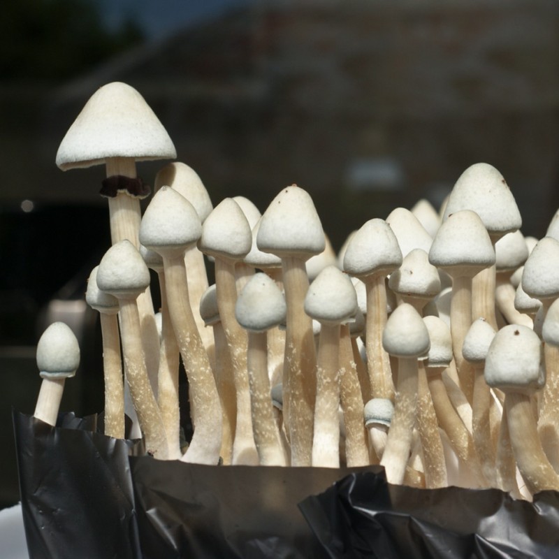 Albino A+