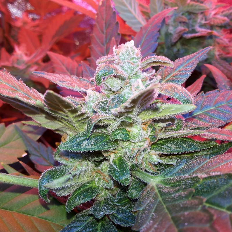 Auto Haze 2.0 feminised Ganja Seeds - 2 насінини