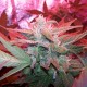 Auto Haze 2.0 feminised Ganja Seeds - 2 насінини