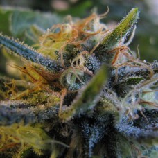 Top Skunk 44 feminised Ganja Seeds