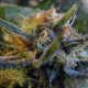 Top Skunk 44 feminised Ganja Seeds