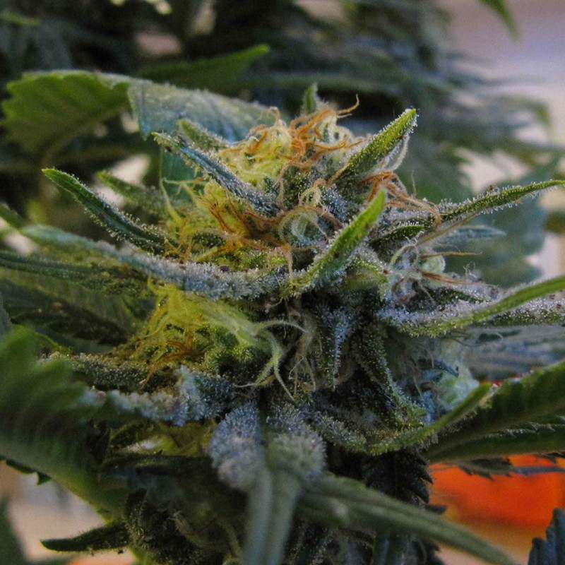 Top Skunk 44 feminised Ganja Seeds