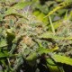 Top Skunk 44 feminised Ganja Seeds
