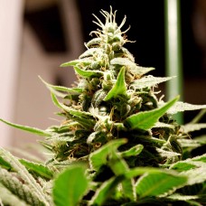 Lennon feminised GanjaLiveSeeds