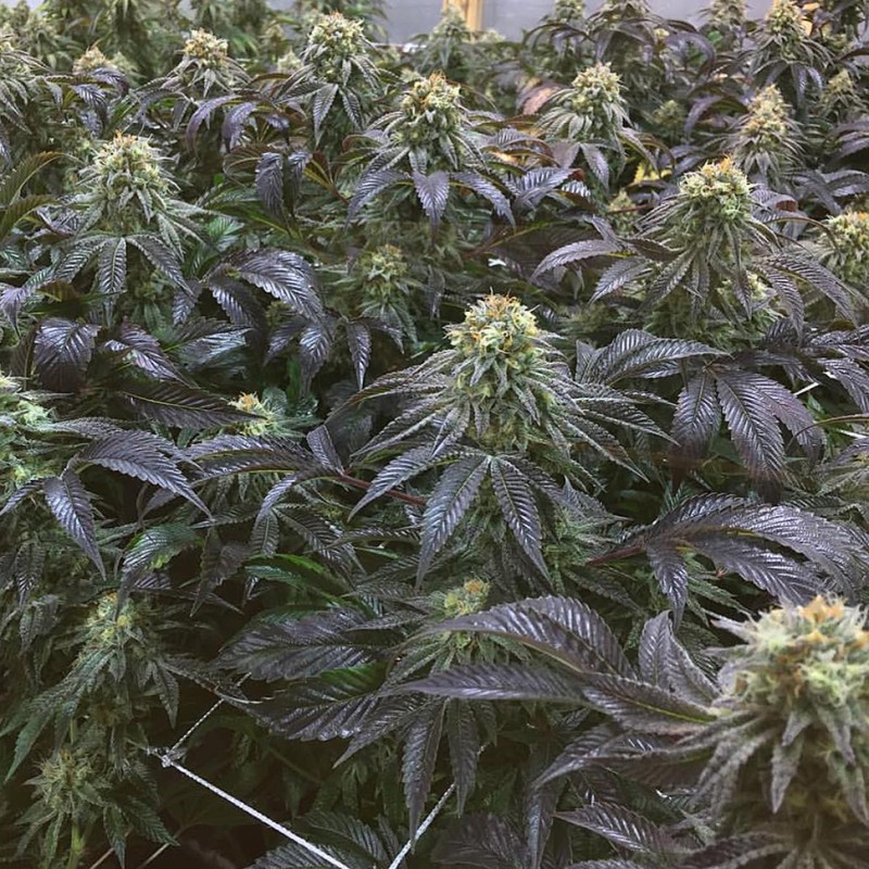 NYV Diesel feminised Victory Seeds