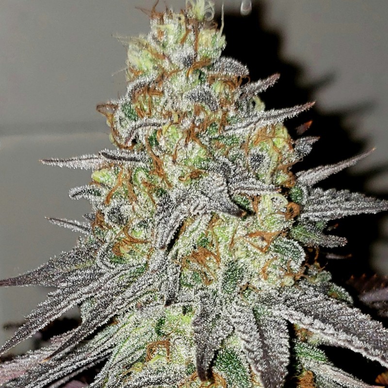 NYV Diesel feminised Victory Seeds