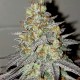 NYV Diesel feminised Victory Seeds