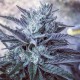 NYV Diesel feminised Victory Seeds