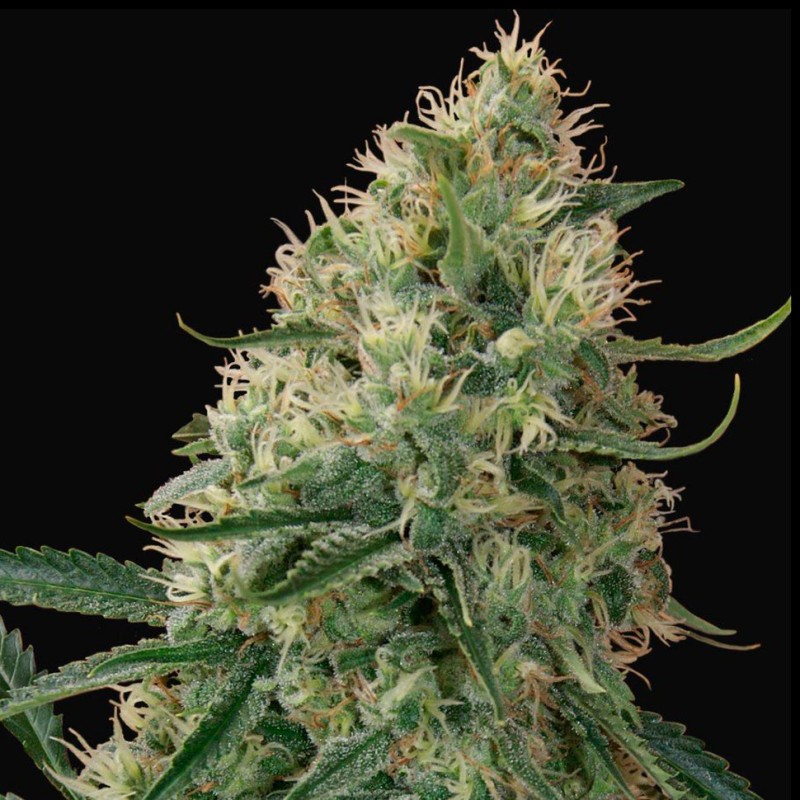 Auto Sin Tra Bajo feminised GanjaLiveSeeds