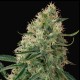 Auto Sin Tra Bajo feminised GanjaLiveSeeds