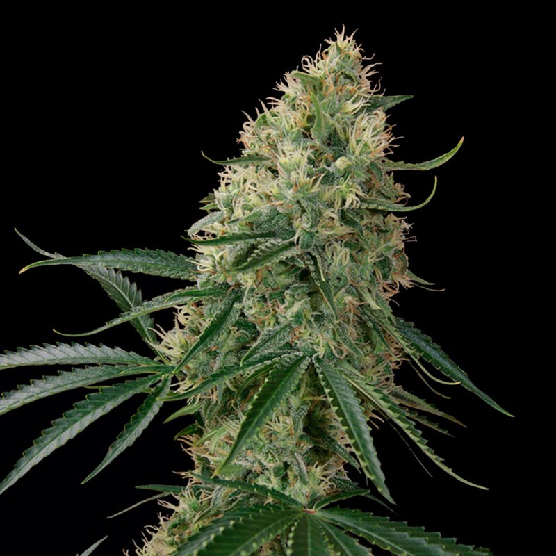 Auto Sin Tra Bajo feminised GanjaLiveSeeds