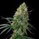 Auto Sin Tra Bajo feminised GanjaLiveSeeds
