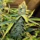 Northern Lights x AK feminised Ganja Seeds - 477 насінин