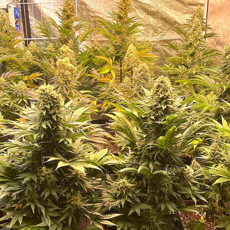 Auto Banana Punch feminised Ganja Seeds - 777 насінин