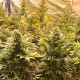 Auto Banana Punch feminised Ganja Seeds - 777 насінин